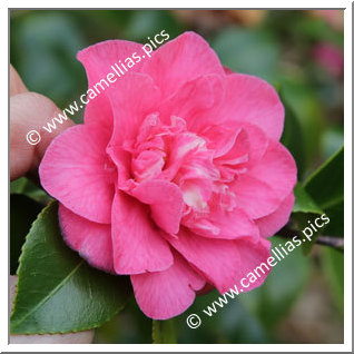 Camellia Japonica 'Tiki'