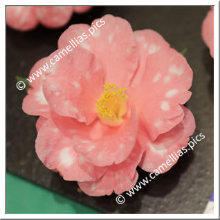 Camellia Hybrid C.x williamsii 'Waltz Time Variegated'