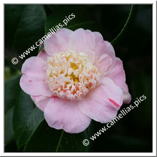 Camellia Japonica 'Tinker Bell'