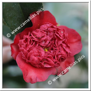 Camellia Japonica 'Tinsie Grande'