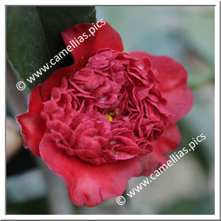 Camellia Japonica 'Tinsie Grande'