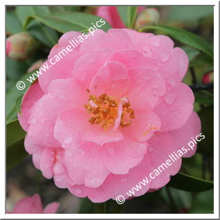 Camellia Japonica 'Tiny Bell'