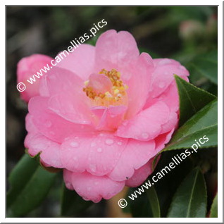 Camellia Japonica 'Tiny Bell'
