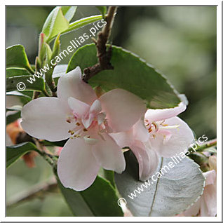 Camellia Hybride 'Tiny Princess'