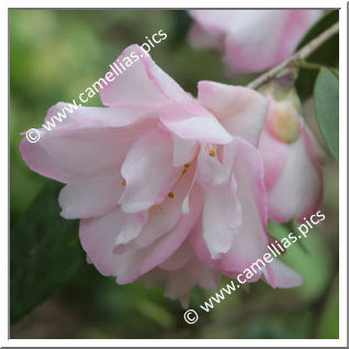 Camellia Hybride 'Tiny Princess'