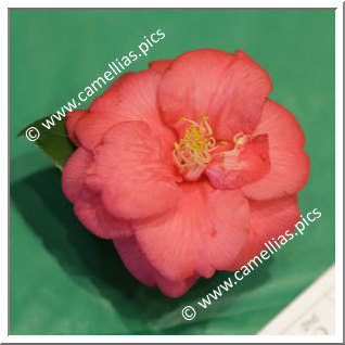 Camellia Japonica 'Tiny Rose'