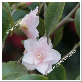 Camellia Hybrid 'Tiny Star'