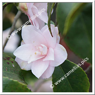 Camellia Hybrid 'Tiny Star'