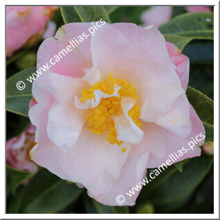 Camellia Hybride C.x williamsii 'Tiptoe'