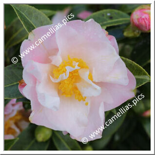 Camellia Hybrid C.x williamsii 'Tiptoe'