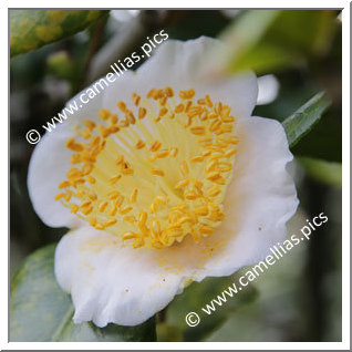 Camellia Higo Camellias 'Tôgen'