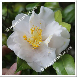 Camellia Japonica 'Toki-no-hagasane'