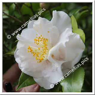 Camellia Japonica 'Toki-no-hagasane'
