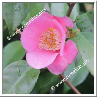 Camellia Hybride 'Tokiwa-hime'