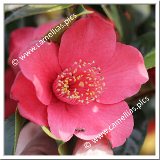 Camellia Japonica 'Tokyo'