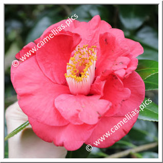 Camellia Japonica 'Tom Cat'
