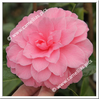 Camellia Hybride C.x williamsii 'Tom Perkins'