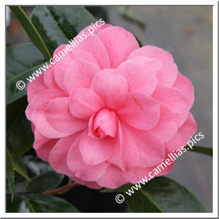 Camellia Hybride C.x williamsii 'Tom Perkins'