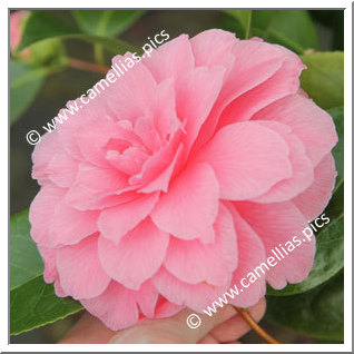 Camellia Hybrid C.x williamsii 'Tom Perkins'