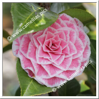 Camellia Japonica 'Tom Thumb'