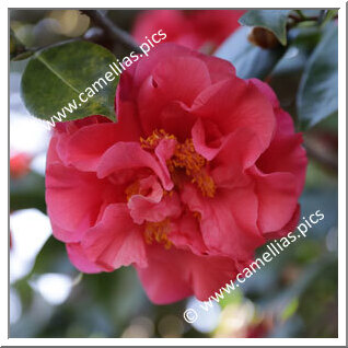 Camellia Japonica 'Tomorrow'
