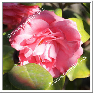 Camellia Japonica 'Tomorrow Park Hill'