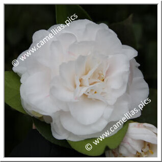 Camellia Japonica 'Tomorrow's Tropic Dawn'