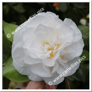 Camellia Japonica 'Tomorrow's Tropic Dawn'