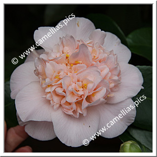 Camellia Hybride C.x williamsii 'Toni Finlay's Fragrant'