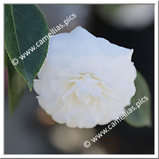 Camellia Japonica 'Tootsie'