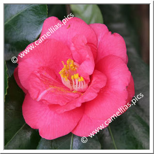 Camellia Japonica 'Toramaru'