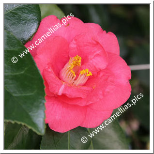 Camellia Japonica 'Toramaru'