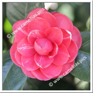 Camellia Japonica 'Marchese Tornielli '