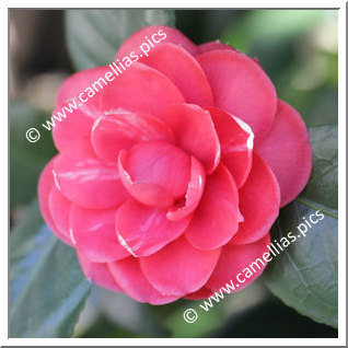 Camellia Japonica 'Marchese Tornielli '