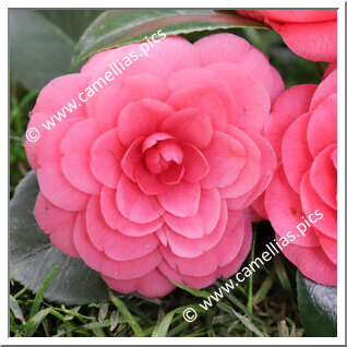 Camellia Japonica 'Torre de Lama Roja'