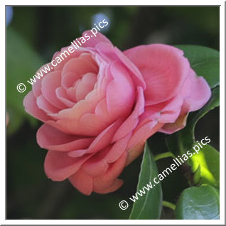 Camellia Japonica 'Marchese Torrigiani'