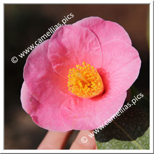 Camellia Japonica 'Tosa-uraku'