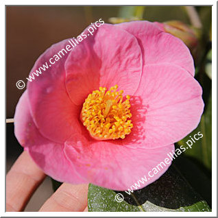 Camellia Japonica 'Tosa-uraku'