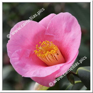 Camellia Japonica 'Tosa-uraku'
