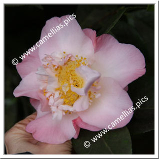 Camellia Japonica 'Touch of Pink'