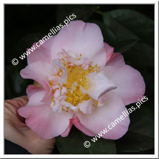 Camellia Japonica 'Touch of Pink'