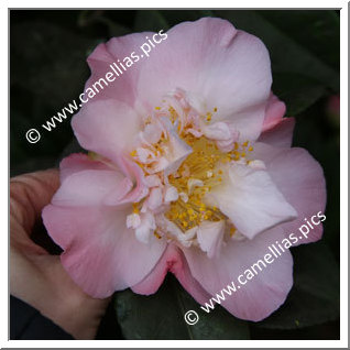 Camellia Japonica 'Touch of Pink'