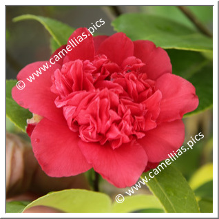 Camellia Japonica 'Tourbillon Rouge'