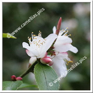 Camellia Botanique 'C. transarisanensis'