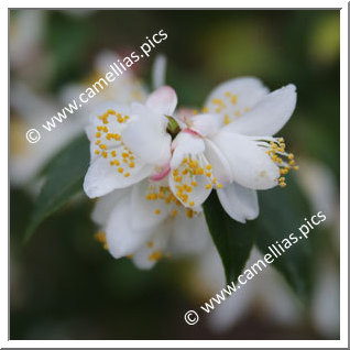 Camellia Botanique 'C. transarisanensis'