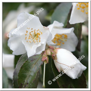 Camellia Botanique 'C. transnokoensis'