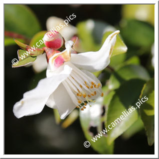 Camellia Botanique C. transnokoensis