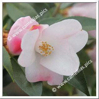 Camellia Hybride 'Transtasman'