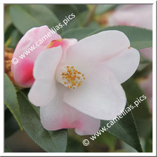 Camellia Hybrid 'Transtasman'