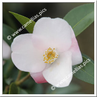 Camellia Hybrid 'Transtasman'